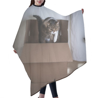 Personality  Cat Jumping Out Of Box Hair Cutting Cape