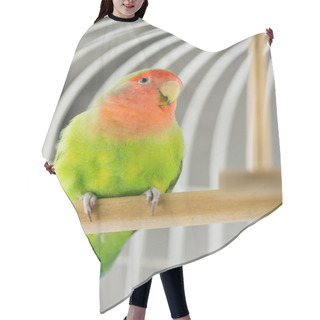 Personality  Rosy Faced Lovebird Hair Cutting Cape