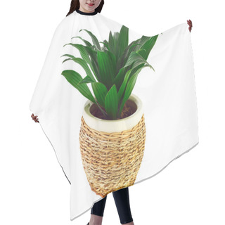 Personality  The Image Of A Flower In A Pot Of Room Dracaena Hair Cutting Cape
