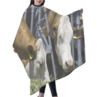 Personality  Two Simmental Cows Hair Cutting Cape