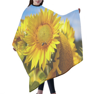 Personality  Sunflower Field. Hair Cutting Cape