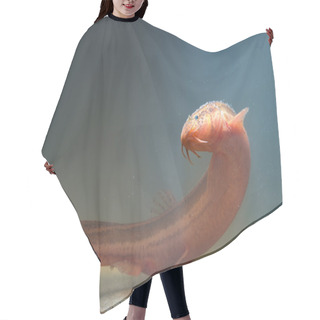 Personality  Weather Loach Swimming Hair Cutting Cape