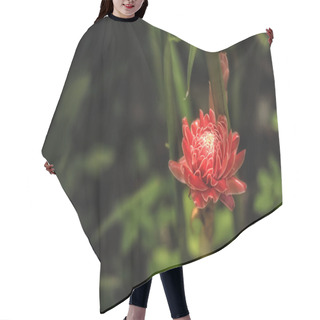 Personality  Ginger, Background, Beautiful, Beauty, Bloom, Blooming, Blossom, Hair Cutting Cape