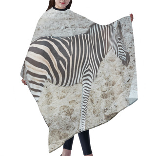 Personality  Wild Zebra With Black And White Stripes Standing In Zoo  Hair Cutting Cape