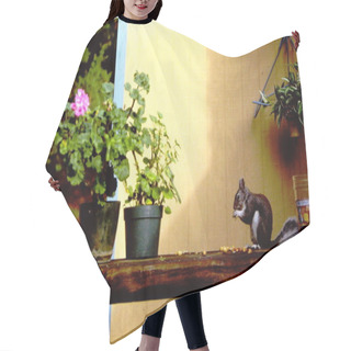 Personality  Squirrel Eating On A Shelf In A Garden Hair Cutting Cape