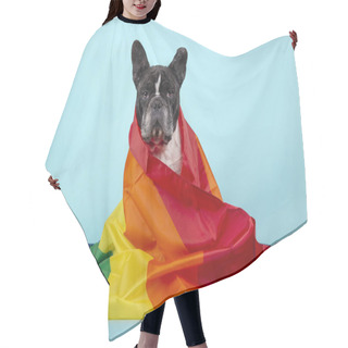 Personality  Beautiful French Bulldog Wrapped With A Rainbow Flag That Symbolizes The Rights Of Gays Looking At The Camera. Isolated On Blue Background. LGBT Concept. Hair Cutting Cape