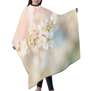 Personality  Close-up Of White Cherry Blossom Branch In The Rays Of Light. Hair Cutting Cape