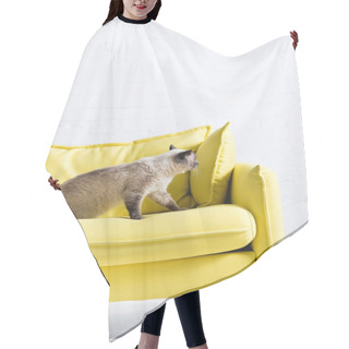 Personality  Fluffy Siamese Cat Sitting On Yellow Couch With Pillow At Home Hair Cutting Cape