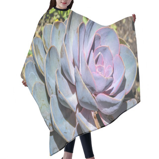 Personality  Echeveria Plant In Garden Hair Cutting Cape