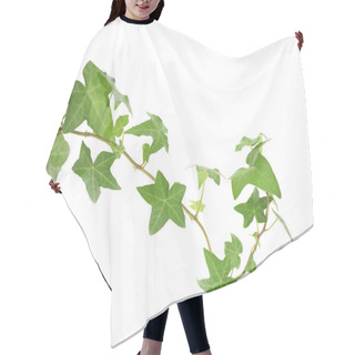 Personality  Ivy Leaves Isolated On A White Background Hair Cutting Cape