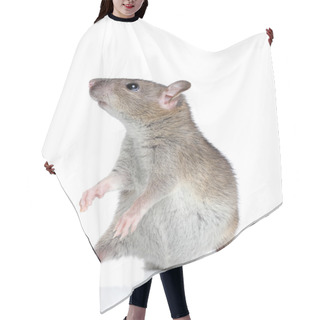 Personality  Rat Posing On A White Background Hair Cutting Cape