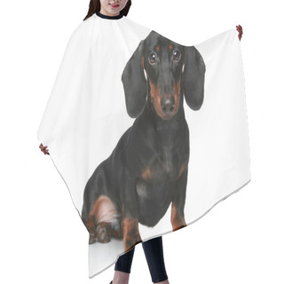 Personality  Mini Dachshund, Portrait On A White Background Hair Cutting Cape