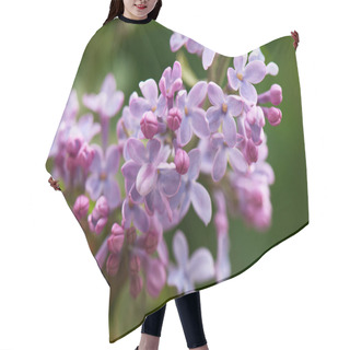 Personality  Close-up View Of Beautiful Blooming Lilac Branch, Selective Focus Hair Cutting Cape