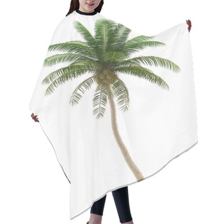 Personality  Coconut Palm Tree Isolated On White Background With Clipping Path Hair Cutting Cape