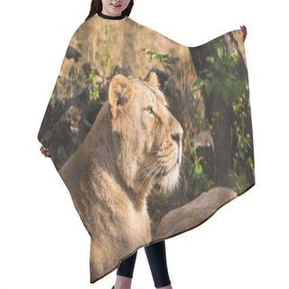 Personality  Lions Sunbathing In The Zoo Hair Cutting Cape