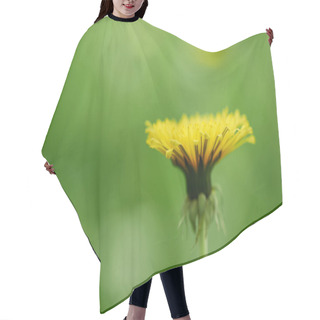 Personality  Close-up View Of Single Yellow Blooming Dandelion Flower, Selective Focus Hair Cutting Cape