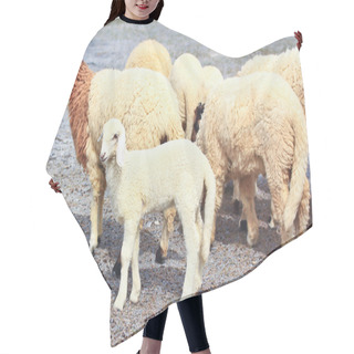 Personality  Sheep Herd On Farm Hair Cutting Cape