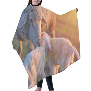 Personality  Two Newborn Lambs And Sheep On Field In Warm Sunset Light Hair Cutting Cape