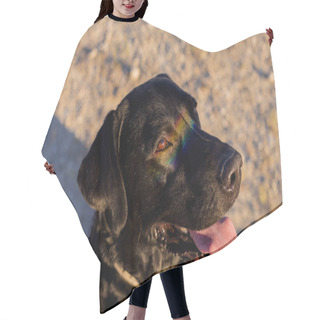 Personality  Cute Funny Black Labrador Dog With A Colorful Rainbow Gay Flag Reflection On His Eyes. Pride Festivity Concept. Lifestyle Outdoors. LGBT. Love Is Love Hair Cutting Cape