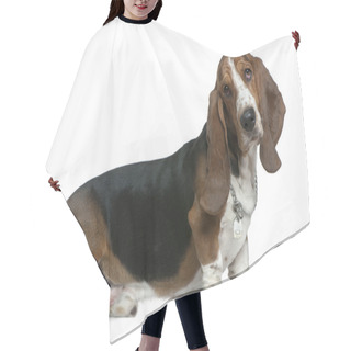 Personality  Basset Hound, 22 Months Old, Sitting In Front Of White Background Hair Cutting Cape