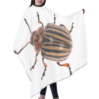 Personality  Colorado Potato Beetle Isolated On White Hair Cutting Cape