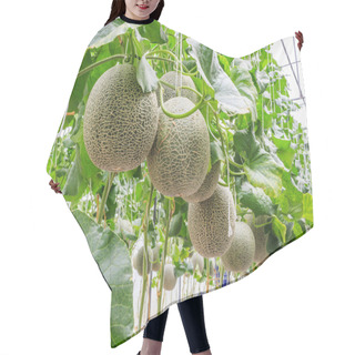 Personality  Cantaloupe Melons Growing In A Greenhouse Supported By String Me Hair Cutting Cape