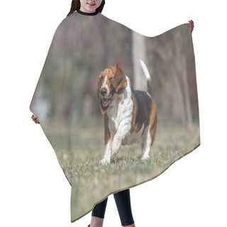 Personality  Basset Hound Dog Spring Hair Cutting Cape