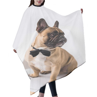 Personality  French Bulldog With Bow Tie Hair Cutting Cape