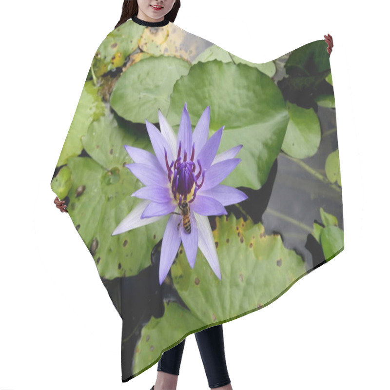 Personality  Bee Pollinating Blue Lotus Of India Flower In The Water, Nymphea Nouchali, Water Lily Hair Cutting Cape
