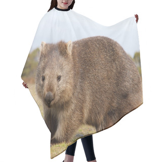 Personality  Wombat Close-up Hair Cutting Cape