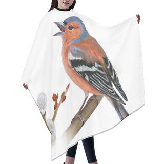Personality  Spring Card With Chaffinch On White Background  Hair Cutting Cape