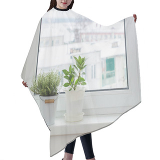 Personality  Green Plants On The Windowsill In Winter Hair Cutting Cape