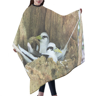 Personality  Pair Of White-tailed Tropicbird Sitting In The Nest. Hair Cutting Cape