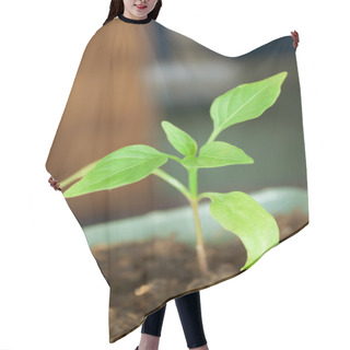 Personality  Seedlings Are Grown In The Spring Hair Cutting Cape