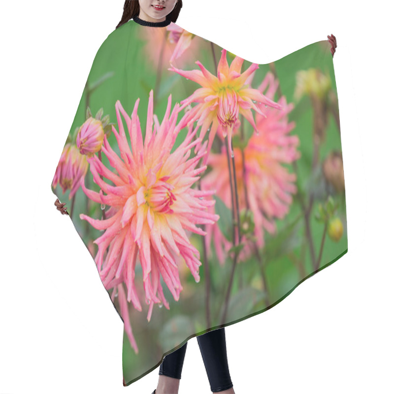 Personality  Chrysanthemum Flowers Background, Autumn Background. Hair Cutting Cape