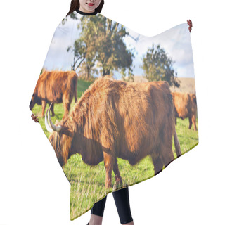 Personality  Highland Angus Cow Hair Cutting Cape