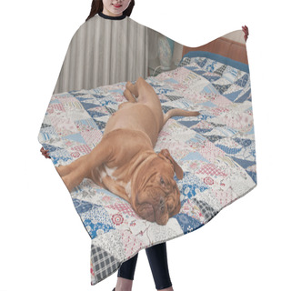 Personality  Dog Of Dogue De Bordeaux Breed Lying On The Bed With Handmade Quilt Hair Cutting Cape