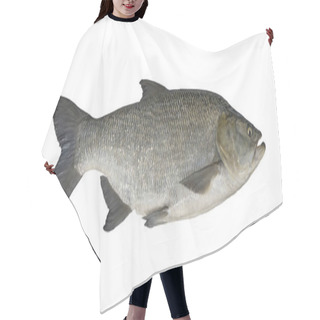 Personality  Aspius Fishing. Big Asp Fish Isolated On White Background Hair Cutting Cape