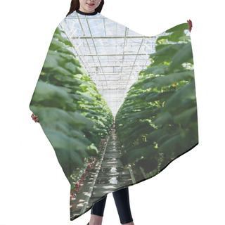 Personality  Cucumber Plants Growing In Hydroponics In Glasshouse, Blurred Foreground Hair Cutting Cape