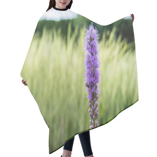 Personality  Selective Focus Of Blooming Purple Lupines In Summertime  Hair Cutting Cape
