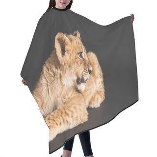 Personality  Adorable Lion Cub Lying Isolated On Black Hair Cutting Cape