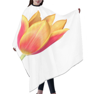 Personality  Tulip 7 Hair Cutting Cape