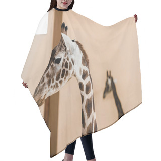 Personality  Cute And Tall Giraffes With Long Necks In Zoo Hair Cutting Cape