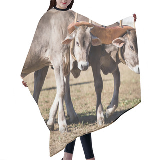 Personality  Team Of Oxen Hair Cutting Cape