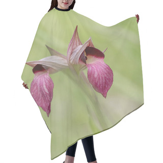 Personality  Serapias Lingua, Tongue Orchid. Defocussed Background. Hair Cutting Cape