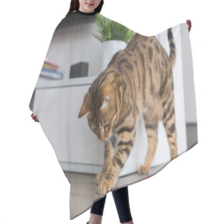 Personality  Comely Bengal Cat Playing With Cotton Swab In The House Hair Cutting Cape