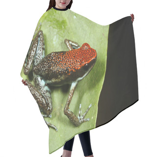 Personality  Poison Frog Hair Cutting Cape