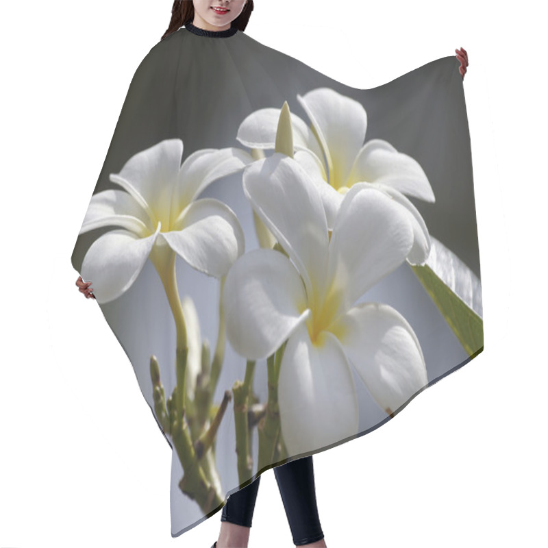 Personality  Paradise Frangipani. Flowers Of Borneo. Hair Cutting Cape