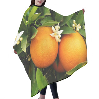 Personality  Two Oranges On Orange Tree Hair Cutting Cape