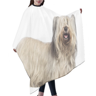 Personality  Skye Terrier Against White Background Hair Cutting Cape